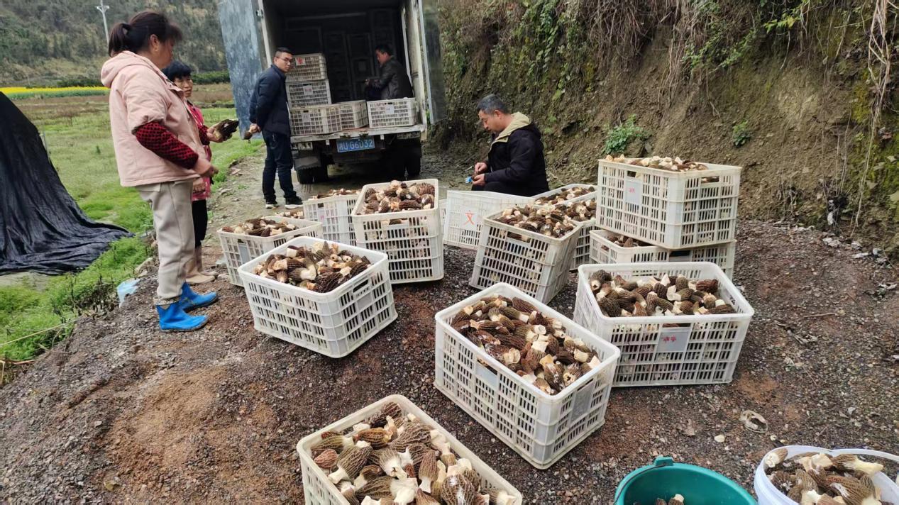 湖南保靖春耕生产一线见闻