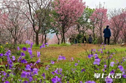 长沙80亩樱花林迎来盛花期 长沙80亩樱花林迎来盛花期