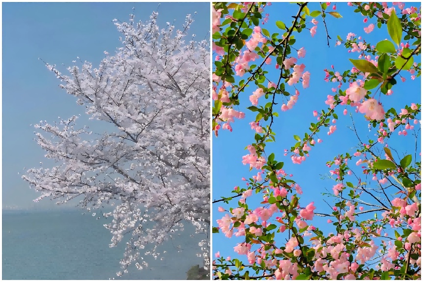 樱花还是海棠?别再傻傻分不清! 樱花还是海棠?别再傻傻分不清!