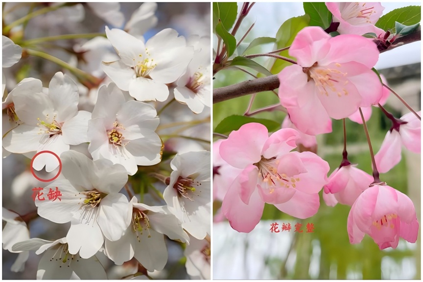 樱花还是海棠?别再傻傻分不清! 樱花还是海棠?别再傻傻分不清!