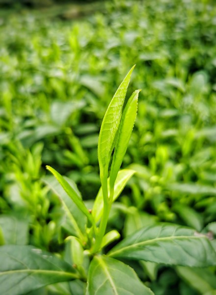 湖南进入阴雨模式考验春茶采摘