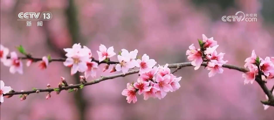 从“赏花1.0”到“文旅2.0” “生态花景”变为乡村振兴“增收钱景”