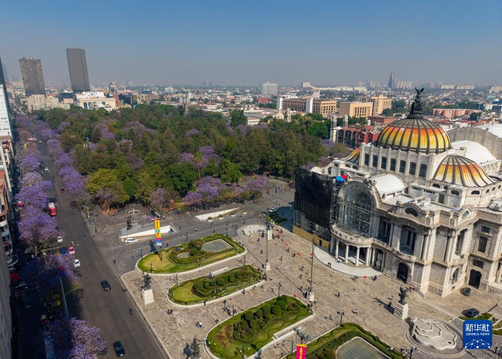 春日墨西哥城：蓝花楹盛开