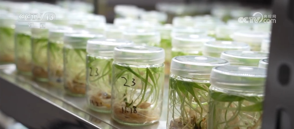 从“赏花1.0”到“文旅2.0” “生态花景”变为乡村振兴“增收钱景”