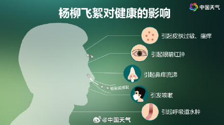 飞絮季将紧接着花粉季到来