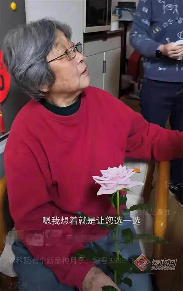 曾掩面而泣的80岁老人,如今她有了以自己名字命名的月季 曾掩面而泣的80岁老人,如今她有了以自己名字命名的月季