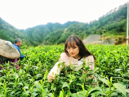 湖南进入阴雨模式考验春茶采摘