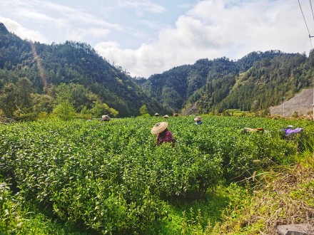 湖南进入阴雨模式考验春茶采摘