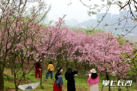 长沙80亩樱花林迎来盛花期 长沙80亩樱花林迎来盛花期