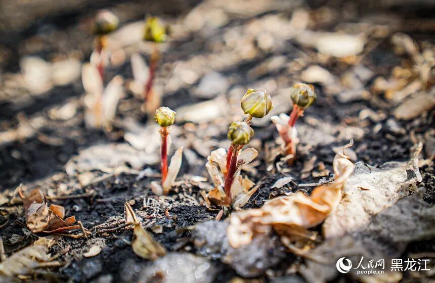 哈尔滨:“报春第一花”悄然绽放 哈尔滨:“报春第一花”悄然绽放