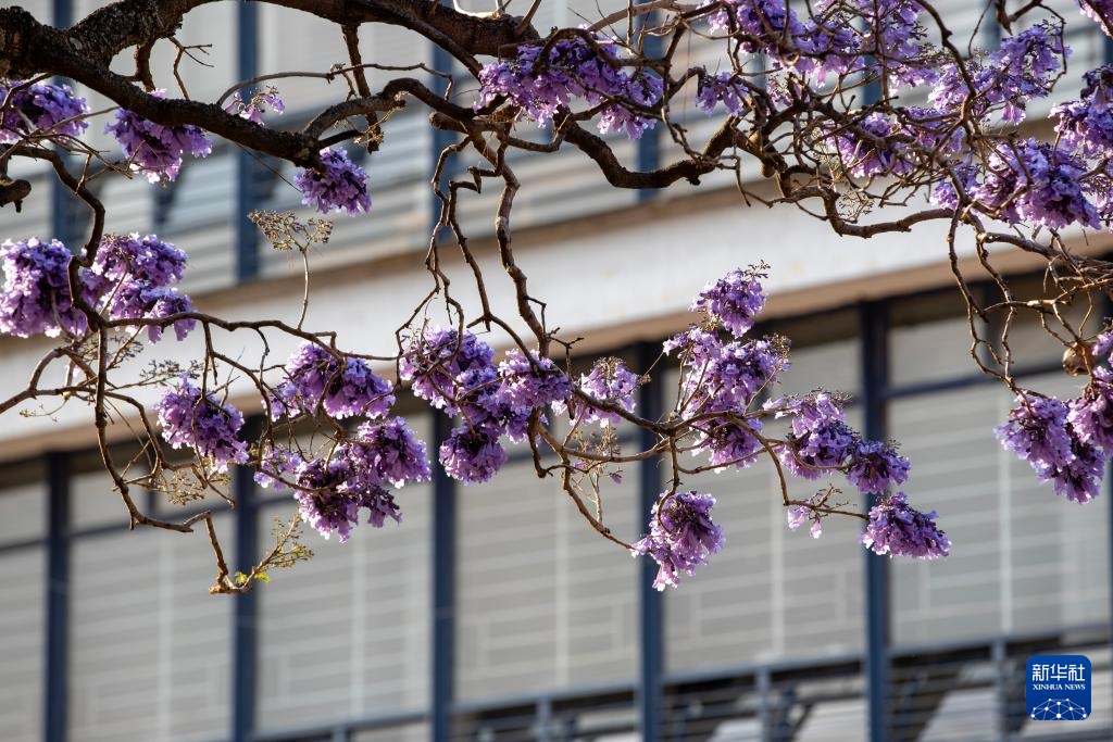 春日墨西哥城：蓝花楹盛开