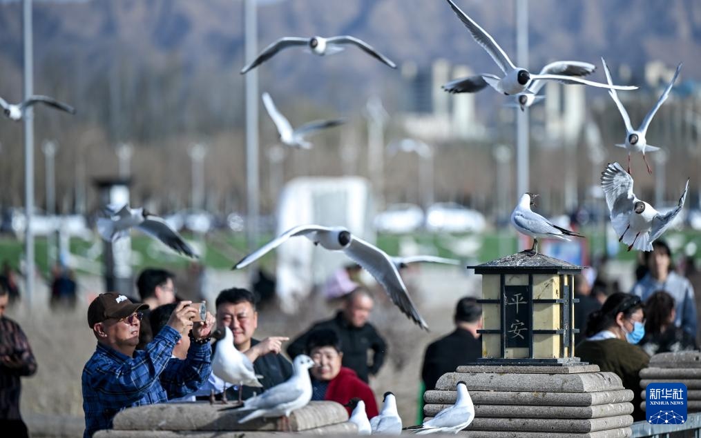 内蒙古乌海：沙水相依鸥翔集