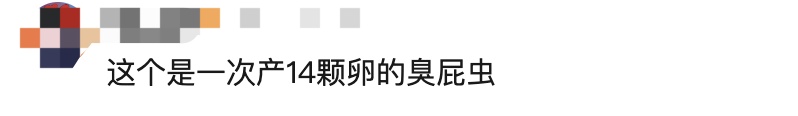 不要摸！一出现就是14颗！不少人中招