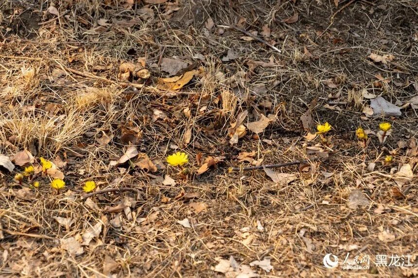 哈尔滨:“报春第一花”悄然绽放 哈尔滨:“报春第一花”悄然绽放