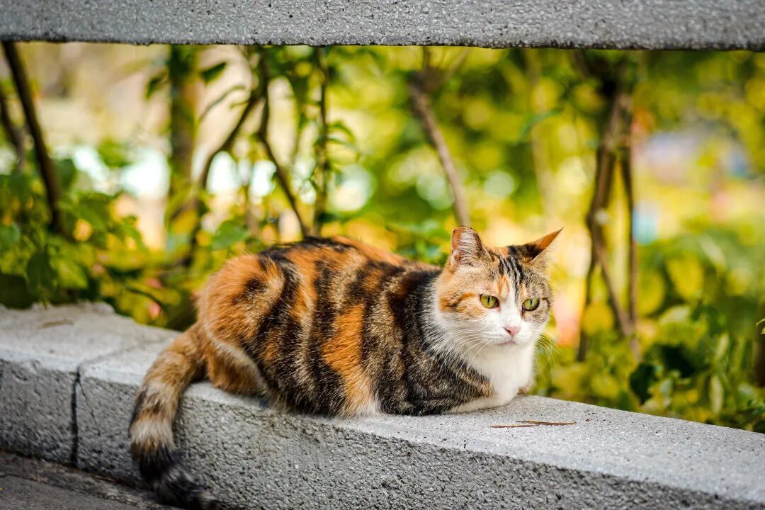 有一种亲密陪伴或会令人过敏？别慌，广州有医院率先作出应对