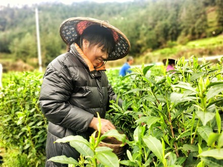 湖南进入阴雨模式考验春茶采摘