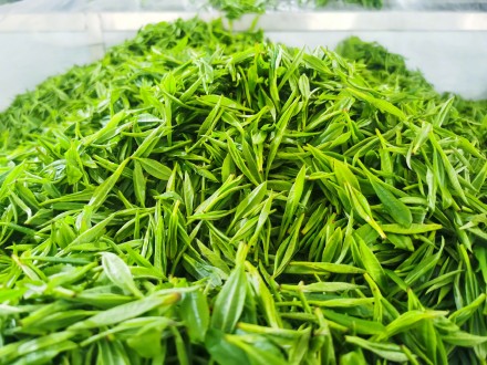 湖南进入阴雨模式考验春茶采摘