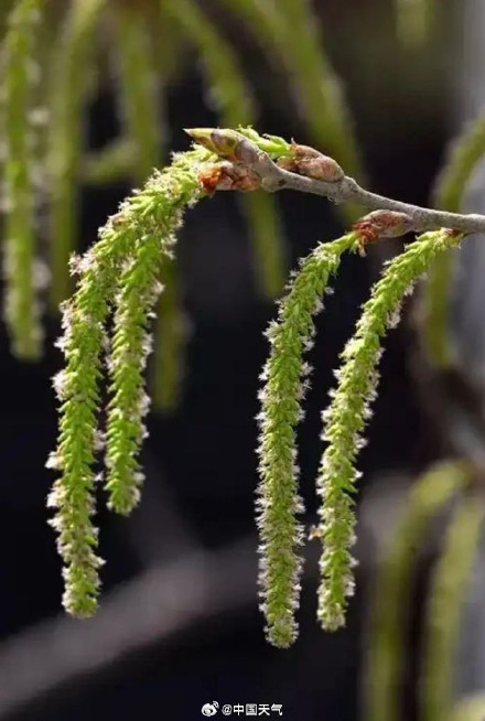 飞絮季将紧接着花粉季到来