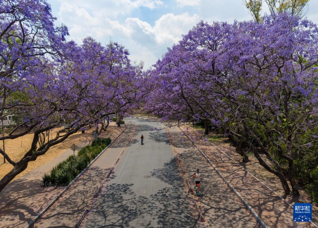 春日墨西哥城：蓝花楹盛开