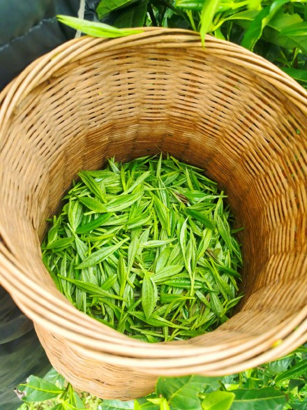 湖南进入阴雨模式考验春茶采摘