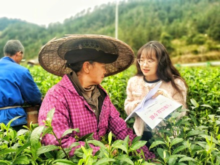 湖南进入阴雨模式考验春茶采摘
