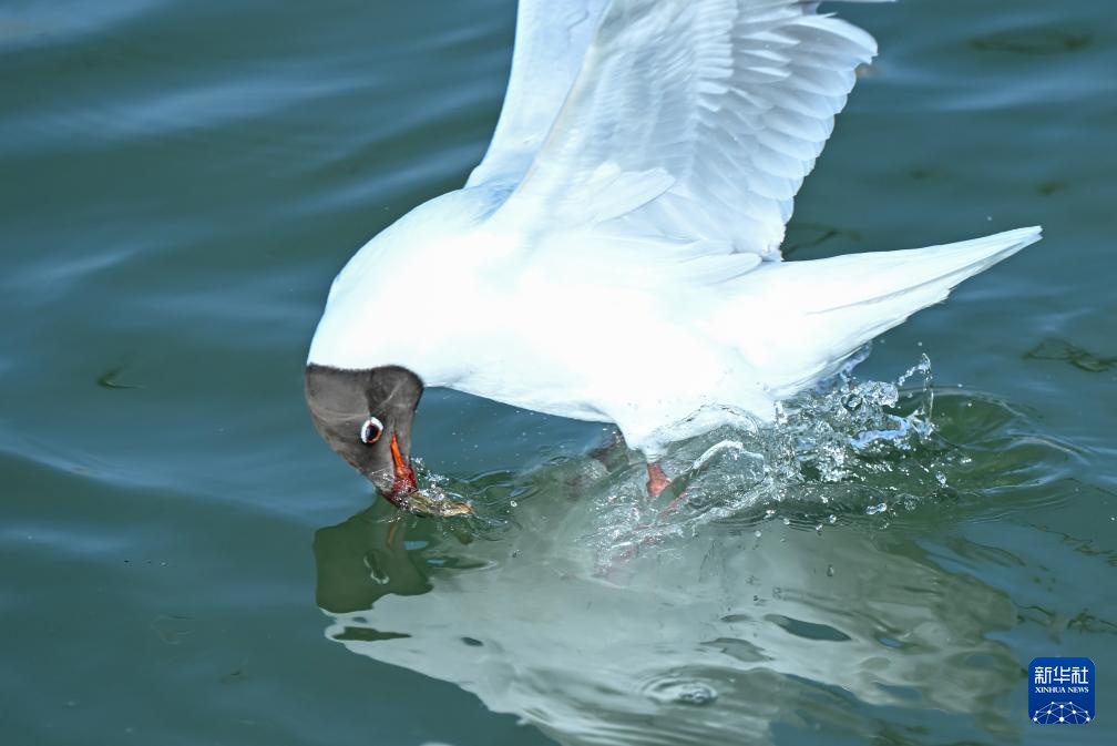 内蒙古乌海：沙水相依鸥翔集
