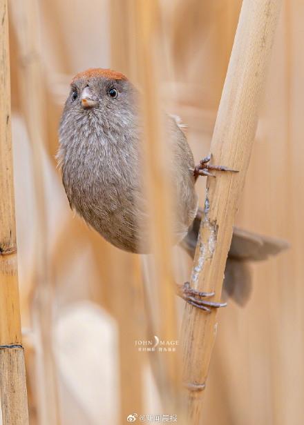 上海多区罕见鸟扎堆现身 上海多区罕见鸟扎堆现身