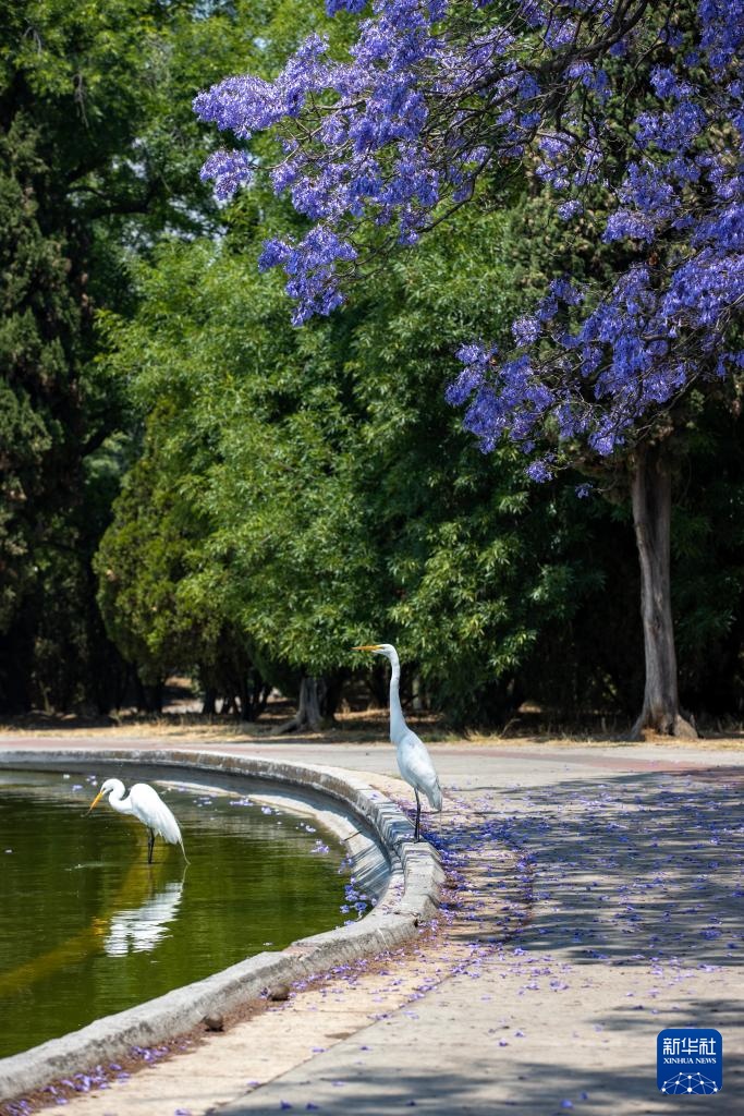 春日墨西哥城：蓝花楹盛开