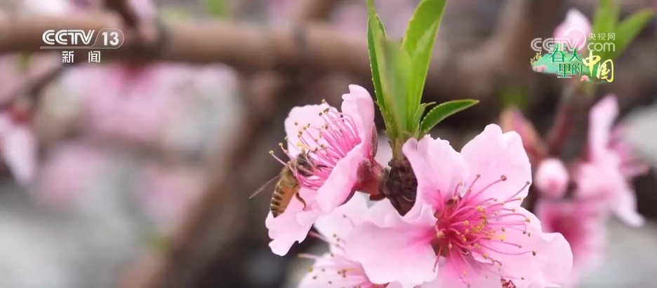 “乡村美景+农家生活”沉浸式赏花引客来 村民在家门口吃上“旅游饭”