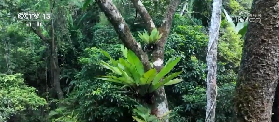 自贸港观潮 | 触摸绿色“脉搏” 生态保护“组合拳”为“森林”生机注入力量 自贸港观潮 | 触摸绿色“脉搏” 生态保护“组合拳”为“森林”生机注入力量