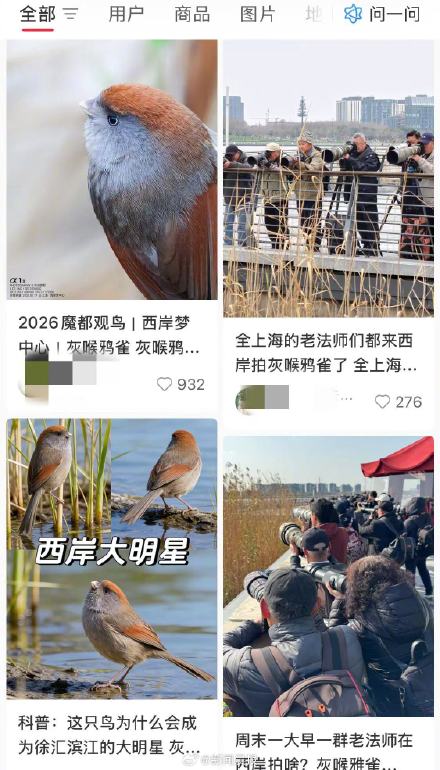 上海多区罕见鸟扎堆现身 上海多区罕见鸟扎堆现身