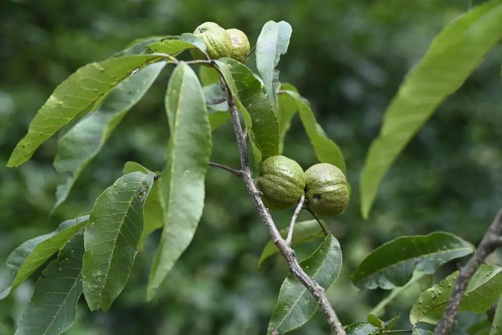 极危物种贵州山核桃，首次野外回归