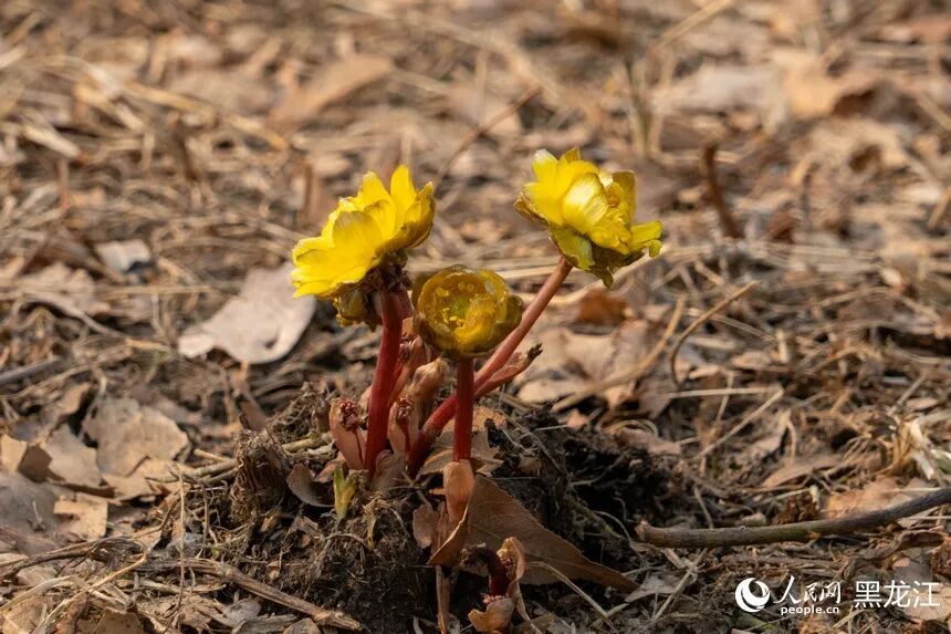 哈尔滨:“报春第一花”悄然绽放 哈尔滨:“报春第一花”悄然绽放