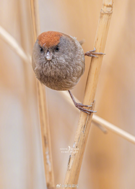 上海多区罕见鸟扎堆现身 上海多区罕见鸟扎堆现身