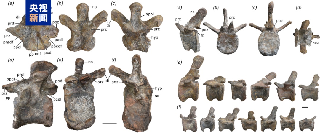 云南大理发现恐龙新属种→