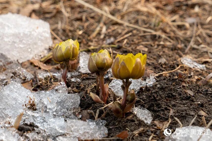 哈尔滨:“报春第一花”悄然绽放 哈尔滨:“报春第一花”悄然绽放