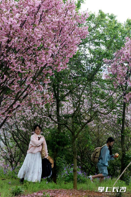 长沙80亩樱花林迎来盛花期 长沙80亩樱花林迎来盛花期