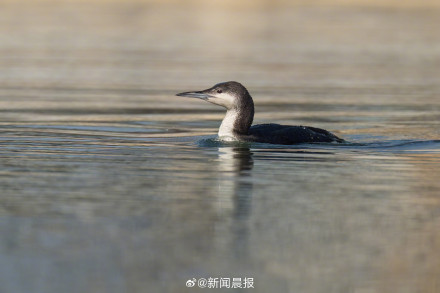 上海多区罕见鸟扎堆现身 上海多区罕见鸟扎堆现身