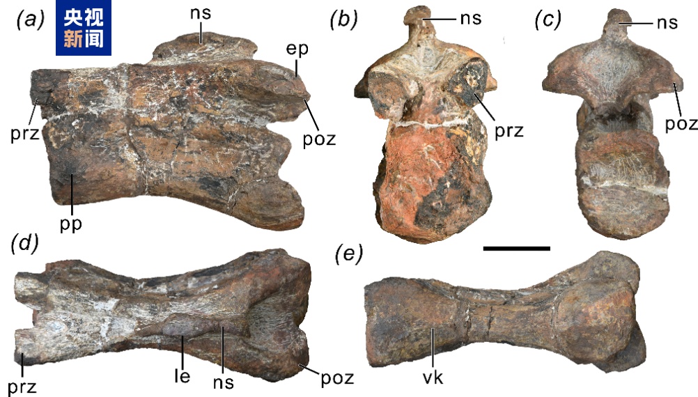 “凤鸣祥云龙”!云南发现恐龙新属种 “凤鸣祥云龙”!云南发现恐龙新属种