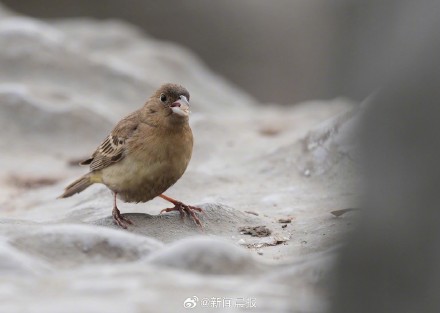上海多区罕见鸟扎堆现身 上海多区罕见鸟扎堆现身