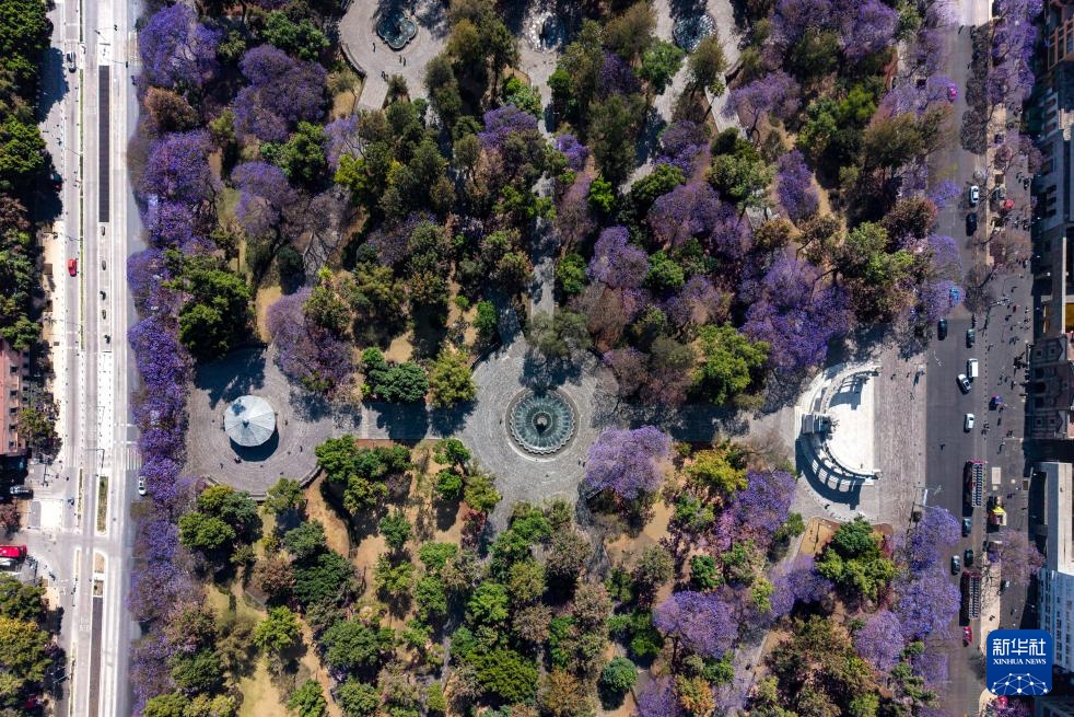 春日墨西哥城：蓝花楹盛开