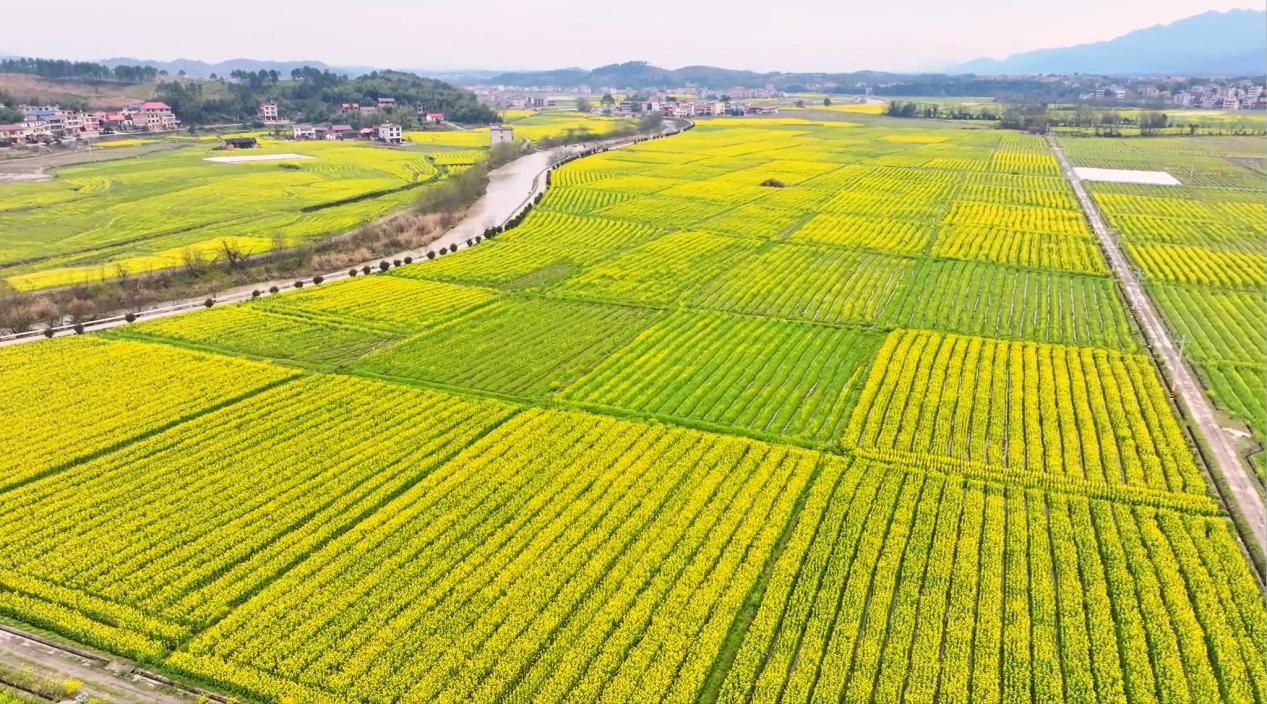 21万亩油菜花海“流金” 湖南武冈大力发展“赏花经济”