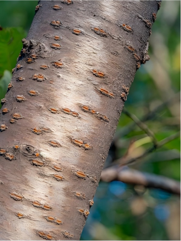 樱花还是海棠?别再傻傻分不清! 樱花还是海棠?别再傻傻分不清!