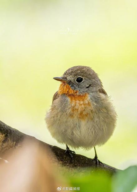 上海多区罕见鸟扎堆现身 上海多区罕见鸟扎堆现身