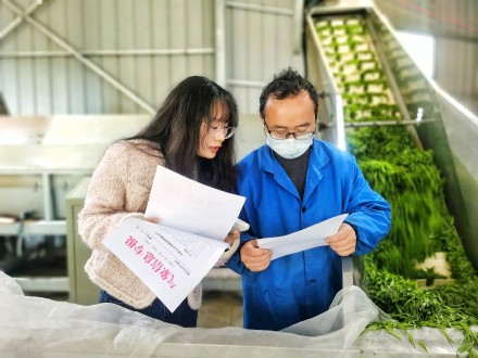 湖南进入阴雨模式考验春茶采摘