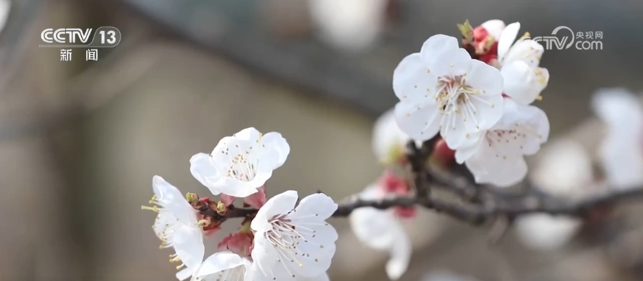 传统文化生动“破圈”撬动消费活力 文旅融合激活“春日经济”