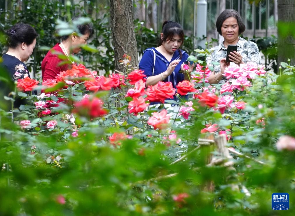 广西南宁:月季花开迎客来 广西南宁:月季花开迎客来