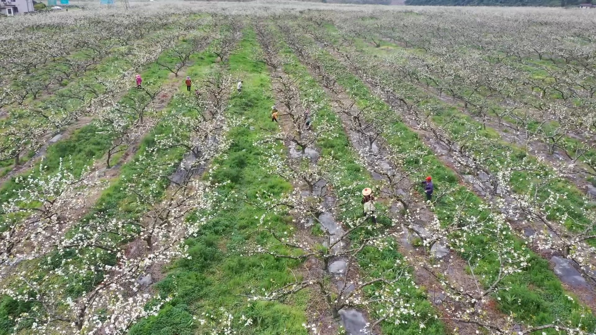 湖南江华瑶山雪梨迎盛花期 人机协作抢农时 湖南江华瑶山雪梨迎盛花期 人机协作抢农时