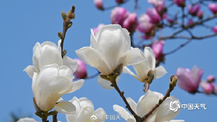 北京双色玉兰大片上新