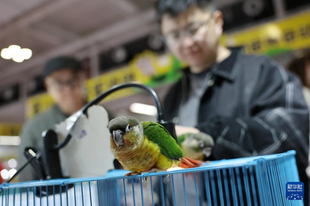 宠物经济撬动情感消费新场景 宠物经济撬动情感消费新场景